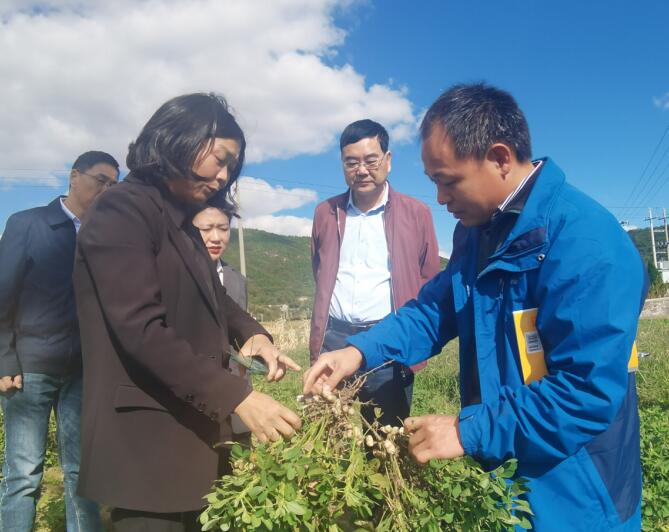 浙江省農(nóng)科院專家現(xiàn)場開展破解花生連作障礙問題技術(shù)服務(wù)。