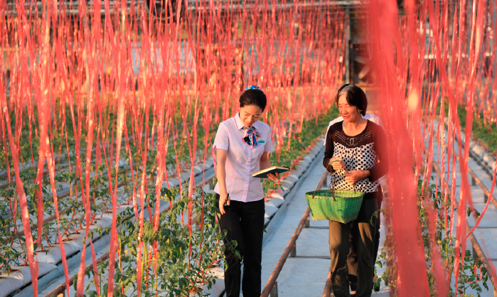 中國農業銀行浙江金華東陽支行客戶經理走訪智慧農場,了解作物生長情況。