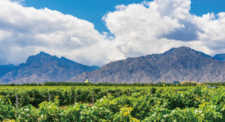 寧夏賀蘭山東麓葡萄酒銀川產(chǎn)區(qū)。