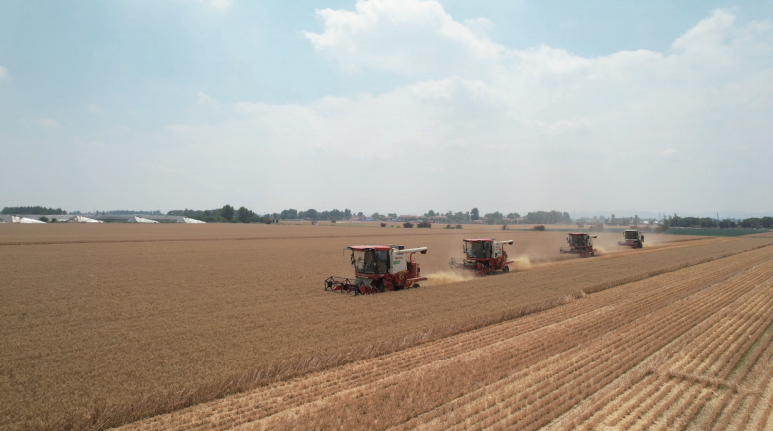 山東省供銷合作社現代農業(yè)發(fā)展公司開展小麥收割農業(yè)社會化服務。