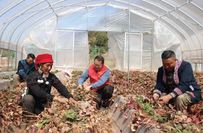 2025年2月，四川省昭覺縣煙草專賣局（ 分公司） 派駐第一書記（ 右二） 組織村民 給草莓打葉除草。