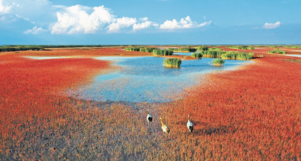 遼河口國家級自然保護區位于遼寧省盤錦市，以保護丹頂鶴等珍稀水禽和河口濕地生態系統為 主，擁有大面積濱海蘆葦沼澤濕地及著名的“紅海灘”景觀。近年來，該保護區不斷加強濕地生態修復， 大力實施“退養還濕”工程，為珍稀動物棲息和繁衍營造了良好的生態環境。